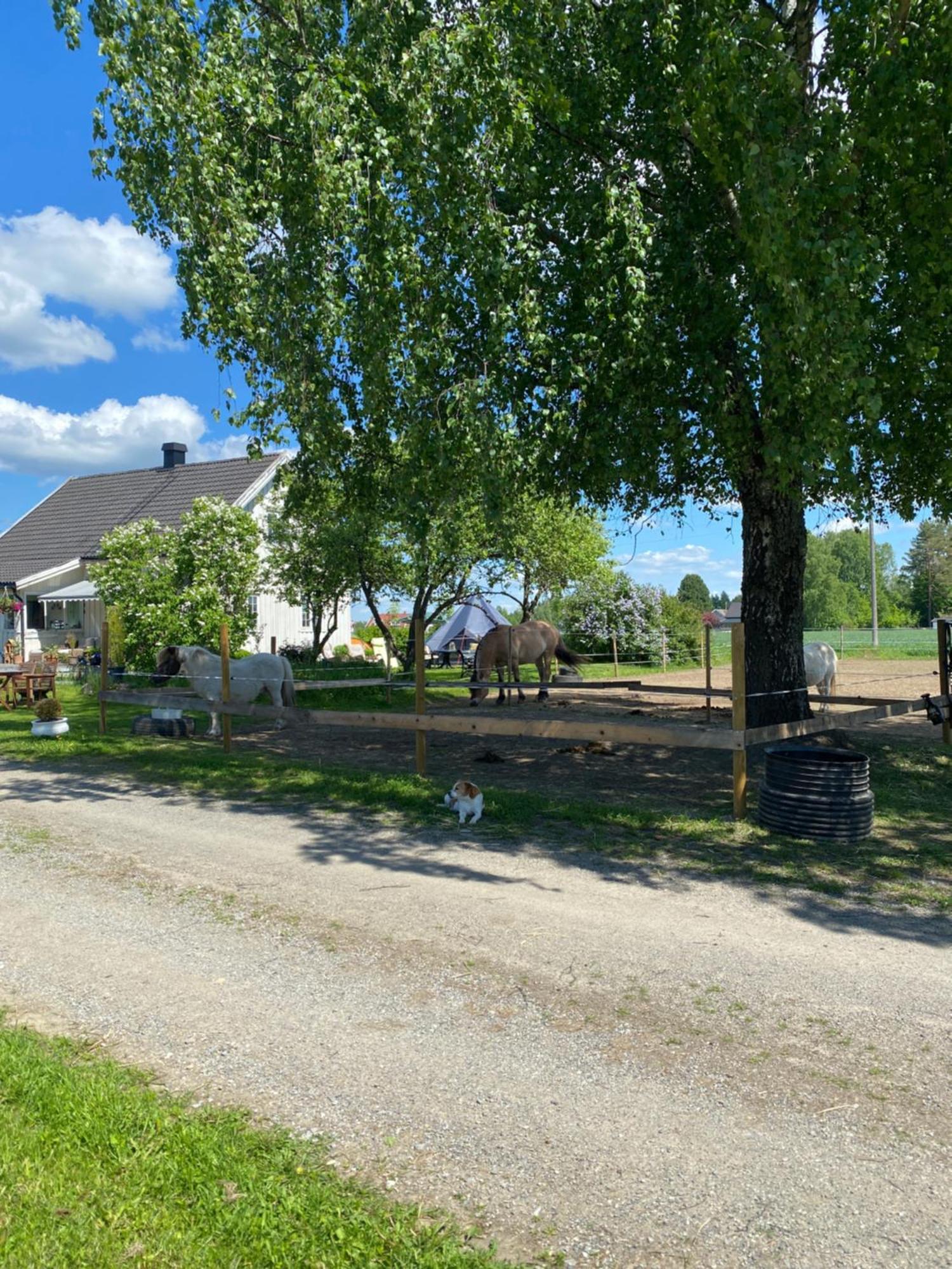 Vila Sundby Fjordhestgard Garder Exteriér fotografie